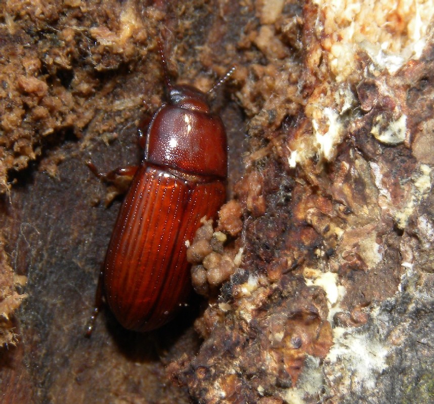 Tenebrionidae: Uloma culinaris e Elateridae: Ampedus pomonae